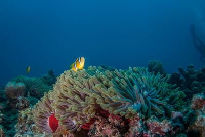 Close-up of coral in sea