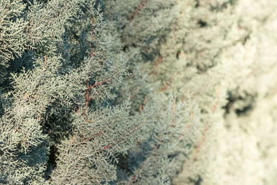 Close-up of pine tree during winter