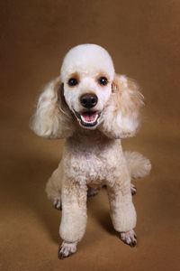 Portrait of dog
