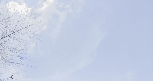 Low angle view of trees against sky