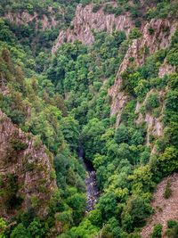 High angle view of pine trees in forest