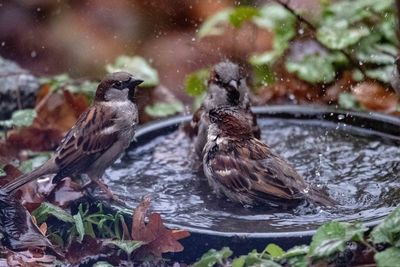 Birds in a lake