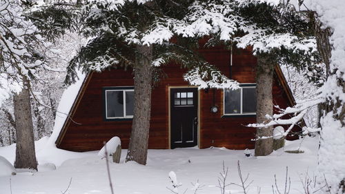 House against trees during winter