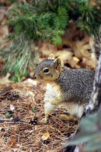 Close-up of squirrel on field