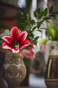 Close-up of red flower in vase