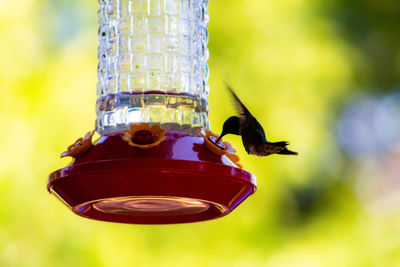 Close-up of bird flying