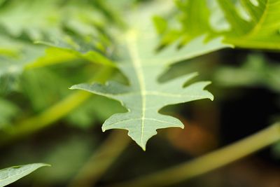 Close-up of maple leaf