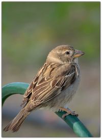 Close-up of bird perching