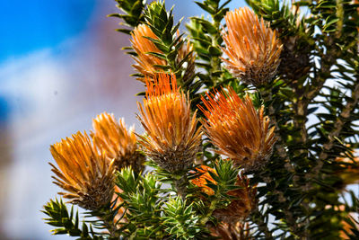 Close-up of pine cones on tree against sky