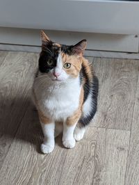 pet
