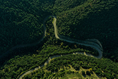 Country road in the shape of an m. in the middle of a pine forest.