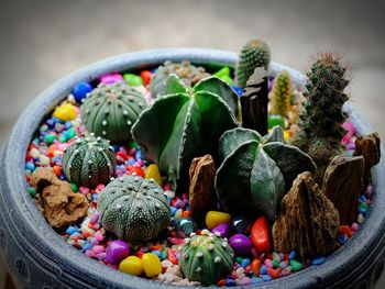 Close-up of cactus growing in potted plant