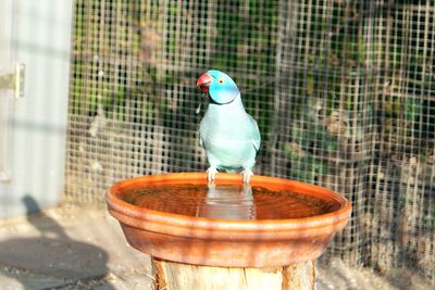 Parrot perching on container filled with water