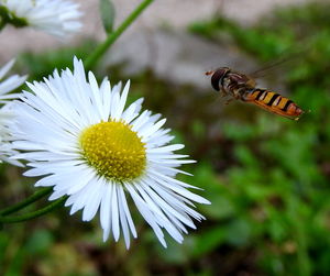 Close-up of insect on flower