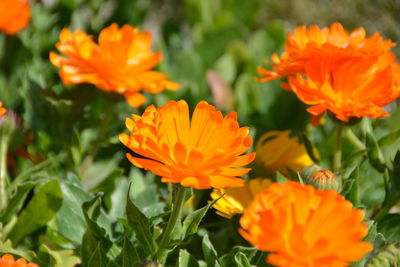Close-up of orange marigold flowers