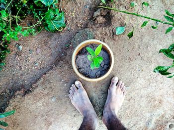 Low section of person on potted plant
