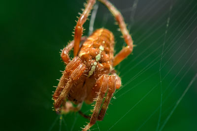 Close-up of spider on web