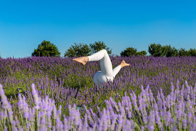 Woman doing yoga warm-up exercises in a blooming lavender field.