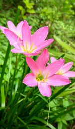 Close-up of pink flower blooming outdoors