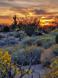 Plants growing on field against sky during sunset