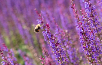 Close-up of bee on purple flower