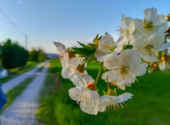 Close-up of white cherry blossoms against sky