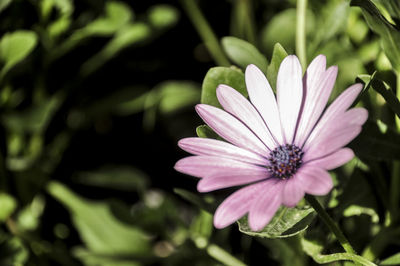 Close-up of pink flower