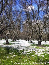 View of trees in park