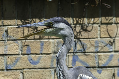 Close-up of a bird