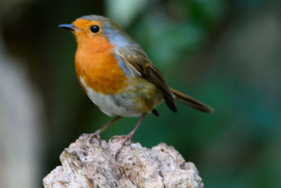 Close-up of bird perching outdoors