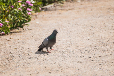 High angle view of bird perching on a field