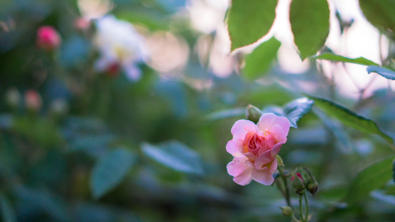 flower, freshness, petal, growth, fragility, pink color, focus on foreground, beauty in nature, flower head, close-up, blooming, nature, plant, in bloom, stem, leaf, bud, selective focus, blossom, park - man made space