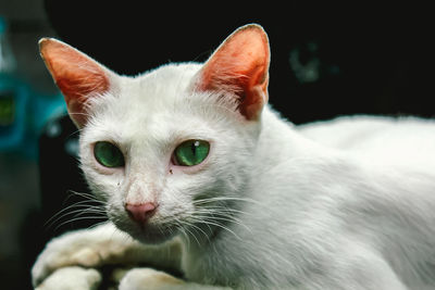 Close-up of cat looking away