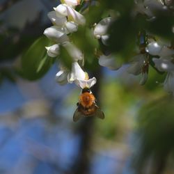 Close-up of bee on flower