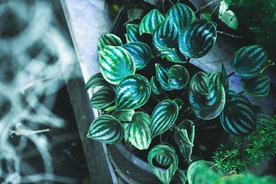 High angle view of plant