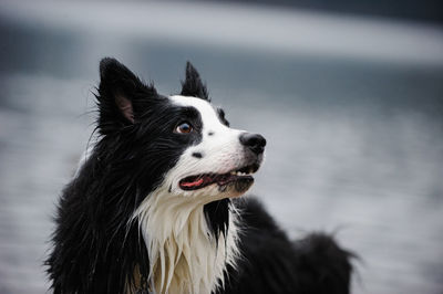 Close-up portrait of dog in water