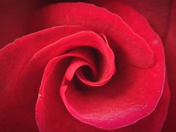 Close-up of rose