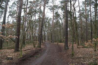 Road passing through forest