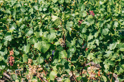 High angle view of plants growing on field