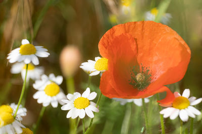 Close-up of orange flowering plants on field