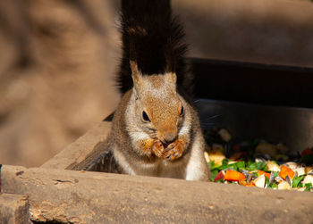 Close-up of squirrel eating food outdoors