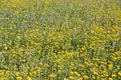 Full frame shot of fresh yellow flowering plants on field