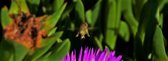 Close-up of insect on flower