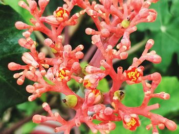 Close-up of flowers blooming outdoors