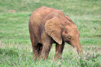 Elephant in a field