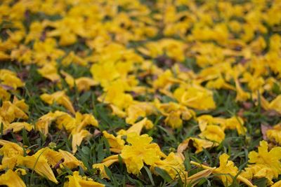 Close-up of yellow flowering plants on field