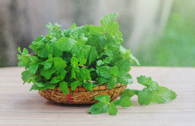 Close-up of green leaves in basket on table