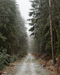 Footpath amidst trees in forest