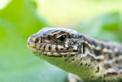 Close-up of lizard