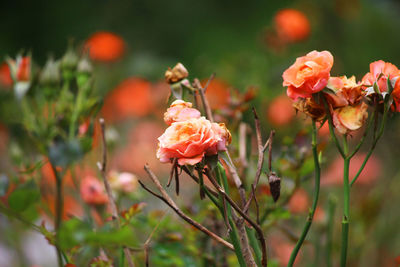 Close-up of flowering plant